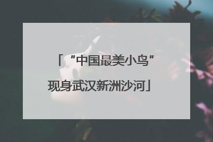 “中国最美小鸟”现身武汉新洲沙河