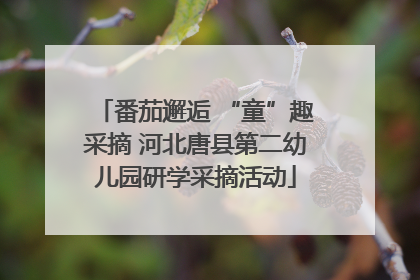 番茄邂逅 “童”趣采摘 河北唐县第二幼儿园研学采摘活动