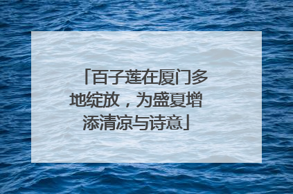 百子莲在厦门多地绽放，为盛夏增添清凉与诗意