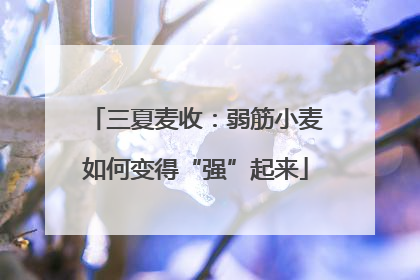 三夏麦收：弱筋小麦如何变得“强”起来