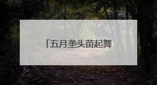 五月垄头苗起舞——青海首试青贮玉米育苗移栽