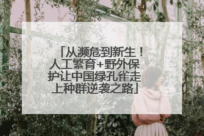 从濒危到新生！人工繁育+野外保护让中国绿孔雀走上种群逆袭之路