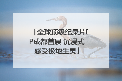 全球顶级纪录片IP成都首展 沉浸式感受极地生灵