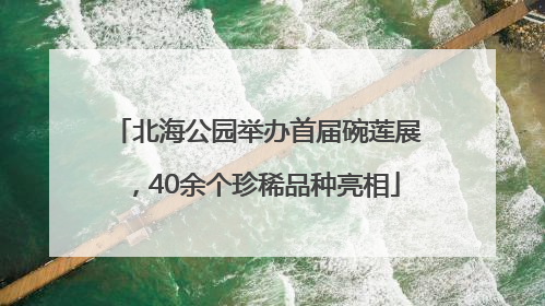 北海公园举办首届碗莲展，40余个珍稀品种亮相