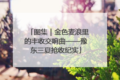 图集｜金色麦浪里的丰收交响曲——豫东三夏抢收纪实