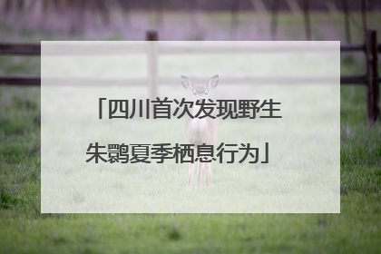四川首次发现野生朱鹮夏季栖息行为