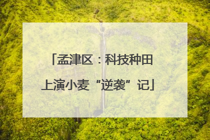 孟津区：科技种田 上演小麦“逆袭”记