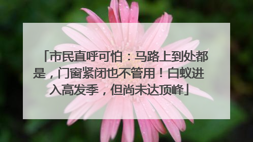 市民直呼可怕：马路上到处都是，门窗紧闭也不管用！白蚁进入高发季，但尚未达顶峰