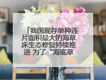 我国现存单种连片面积最大的海草床生态修复持续推进 为了“海底草原”更繁茂