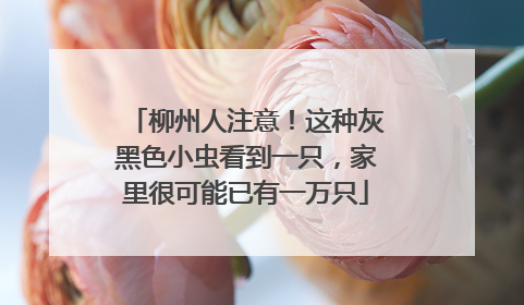 柳州人注意！这种灰黑色小虫看到一只，家里很可能已有一万只