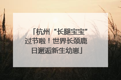 杭州“长腿宝宝”过节啦！世界长颈鹿日邂逅新生幼崽