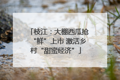 枝江：大棚西瓜抢“鲜”上市 激活乡村“甜蜜经济”