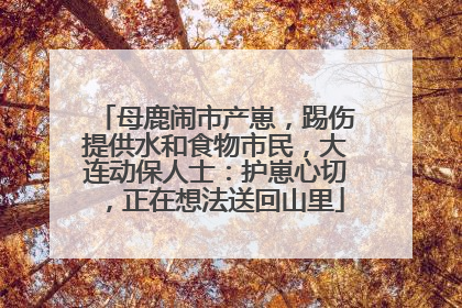 母鹿闹市产崽，踢伤提供水和食物市民，大连动保人士：护崽心切，正在想法送回山里