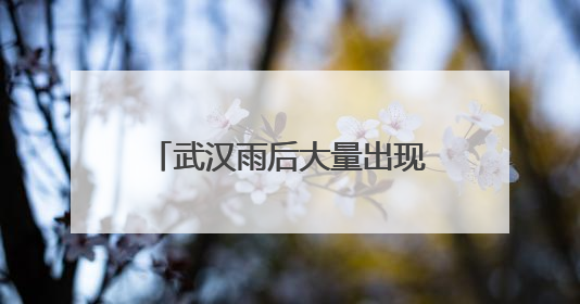 武汉雨后大量出现，非常罕见！不是蘑菇，不要随便吃