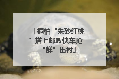 桐柏“朱砂红桃”搭上邮政快车抢“鲜”出村