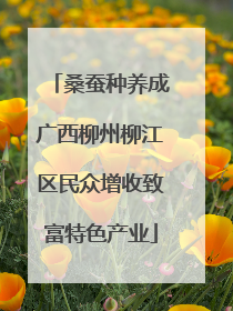 桑蚕种养成广西柳州柳江区民众增收致富特色产业