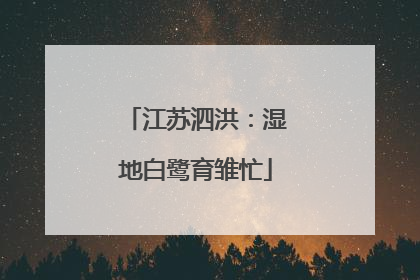 江苏泗洪：湿地白鹭育雏忙
