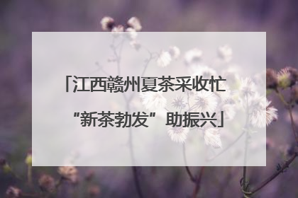 江西赣州夏茶采收忙 “新茶勃发”助振兴