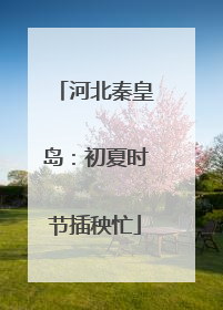 河北秦皇岛：初夏时节插秧忙