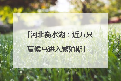 河北衡水湖：近万只夏候鸟进入繁殖期
