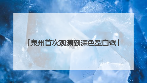 泉州首次观测到深色型白鹭