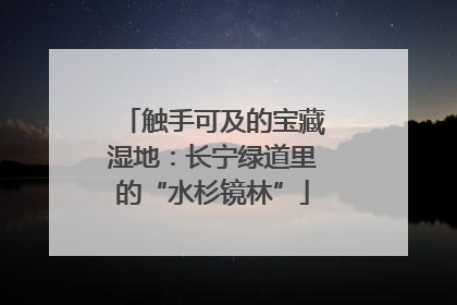 触手可及的宝藏湿地：长宁绿道里的“水杉镜林”