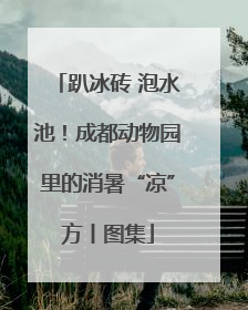 趴冰砖 泡水池！成都动物园里的消暑“凉”方丨图集