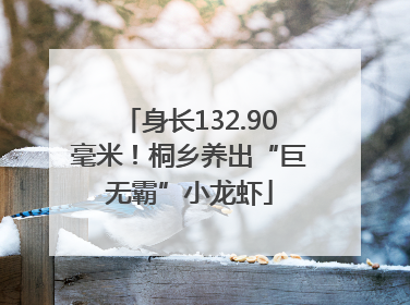 身长132.90毫米！桐乡养出“巨无霸”小龙虾