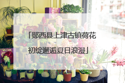 郧西县上津古镇荷花初绽邂逅夏日浪漫