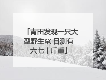 青田发现一只大型野生鼋 目测有六七十斤重