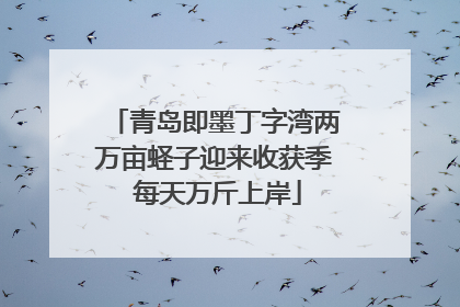 青岛即墨丁字湾两万亩蛏子迎来收获季 每天万斤上岸