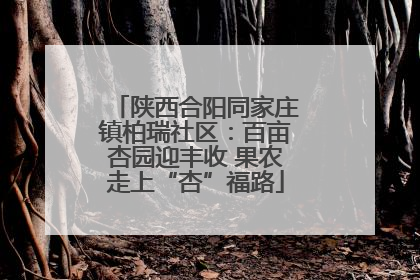 陕西合阳同家庄镇柏瑞社区：百亩杏园迎丰收 果农走上“杏”福路