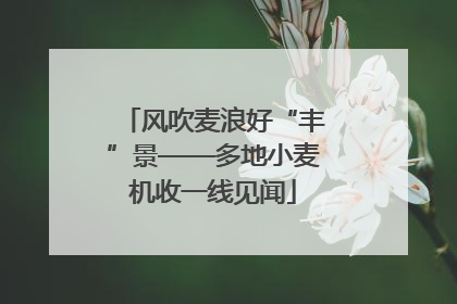风吹麦浪好“丰”景——多地小麦机收一线见闻