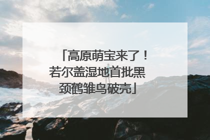 高原萌宝来了！若尔盖湿地首批黑颈鹤雏鸟破壳