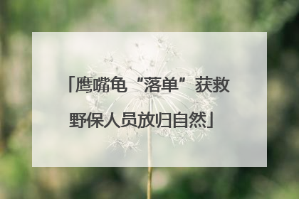 鹰嘴龟“落单”获救 野保人员放归自然