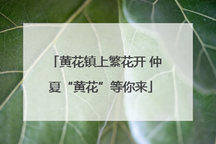 黄花镇上繁花开 仲夏“黄花”等你来