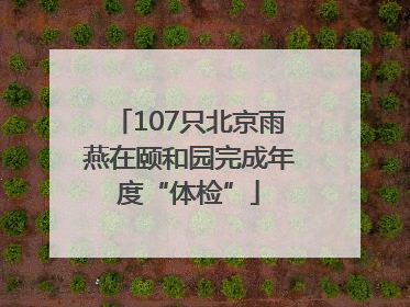 107只北京雨燕在颐和园完成年度“体检”