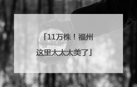 11万株！福州这里太太太美了